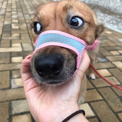 Muselière Chien - DogMuzzlePuppy™ - Rose