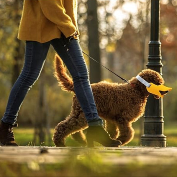 Muselière - MuzzleDuck™ - Orange