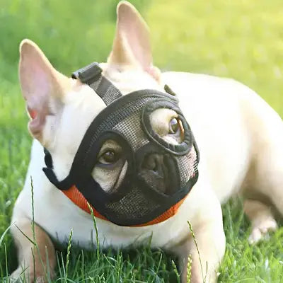 Muselière Chien - SnoutPetDogMuzzles™ - Orange