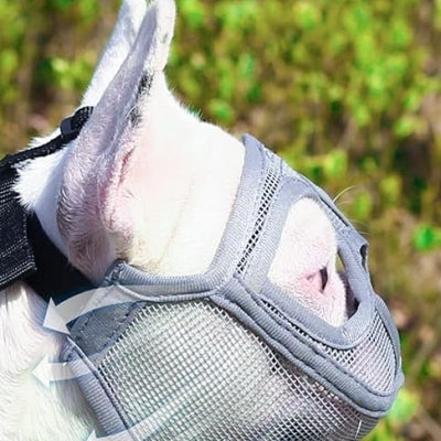 Muselière Chien - SnoutPetDogMuzzles™ - Gris